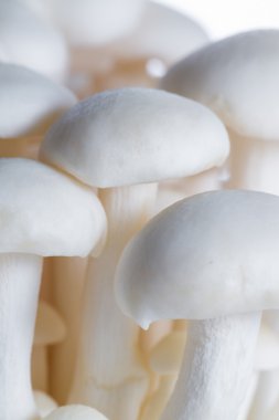 Organik Bunapi mantar 