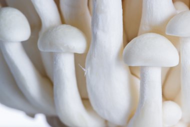 Organik Bunapi mantar 