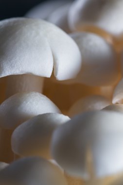 Organik Bunapi mantar 