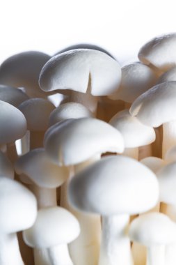 Organik Bunapi mantar 