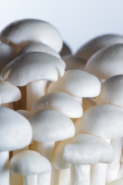 Organik Bunapi mantar 