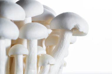 Organik Bunapi mantar 