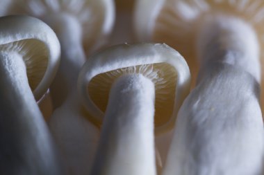 Organik Bunapi mantar 