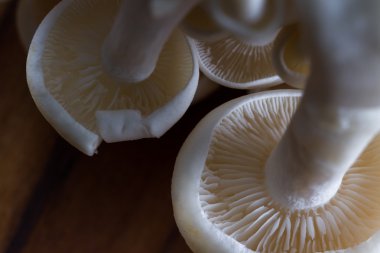 Organik Bunapi mantar 