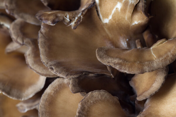 Organic Maitake Mushroom