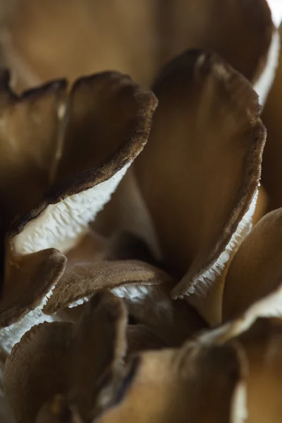 Органічні Maitake гриб — стокове фото