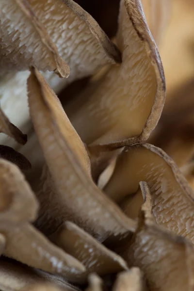 Cogumelo Maitake Orgânico — Fotografia de Stock