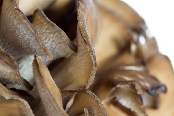 Cogumelo Maitake Orgânico — Fotografia de Stock