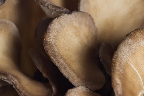 Cogumelo Maitake Orgânico — Fotografia de Stock