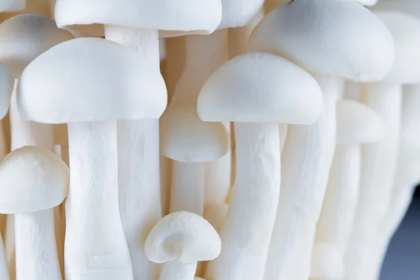 Organic Bunapi Mushrooms — Stock Photo, Image