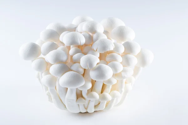 Органические грибы бунапи — стоковое фото