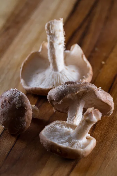 Rå økologisk shiitake svampe - Stock-foto