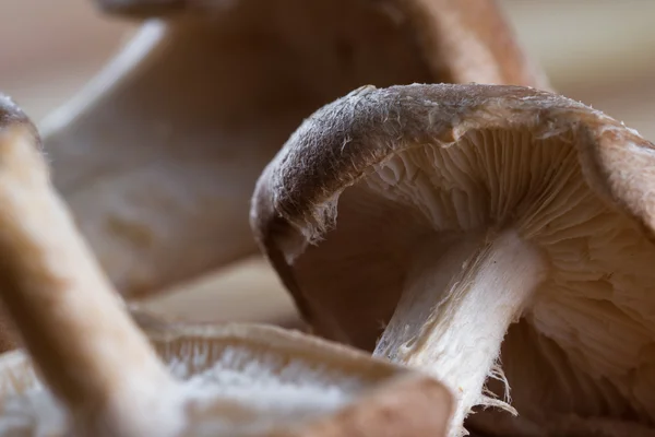 Raw Organic Shiitake Mushrooms — Stock Photo, Image