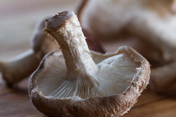 Setas Shiitake orgánicas crudas — Foto de Stock