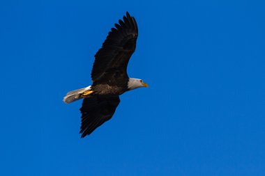 Uçan Amerikan Kel Kartalı 