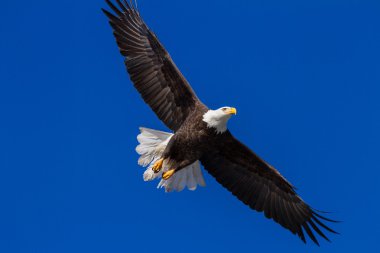 Amerikan kel kartal
