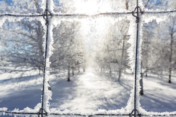 Kalte Winterlandschaft — Stockfoto