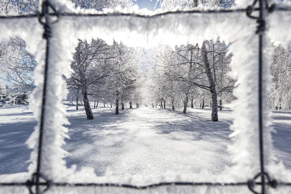 Cold winter scene — Stock Photo, Image