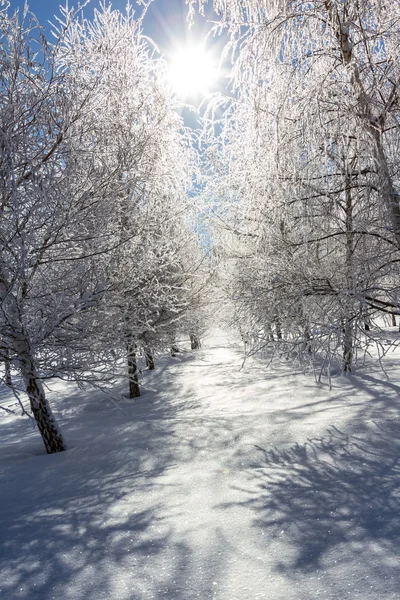 Winters tafereel in Noordelijk Idaho — Stockfoto