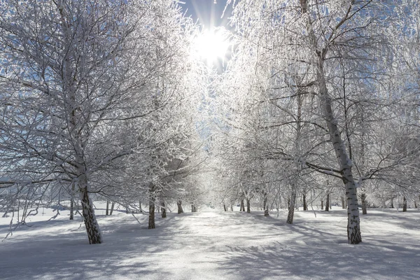 Winterszene im nördlichen Idaho — Stockfoto