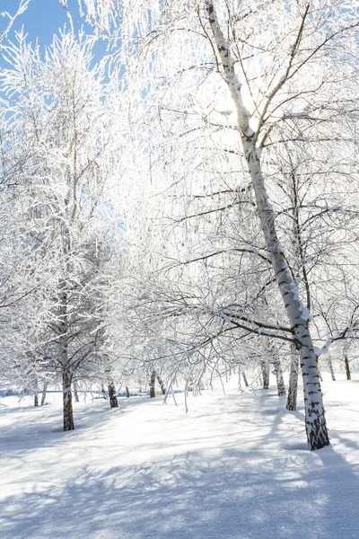 Winters tafereel in Noordelijk Idaho — Stockfoto