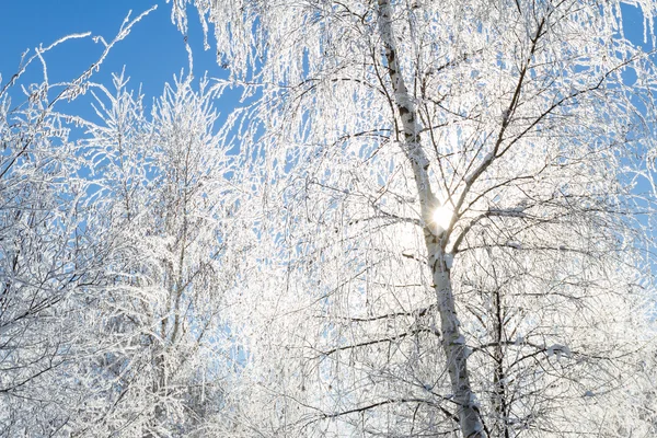 Winter scene in Northern Idaho — Stock Photo, Image