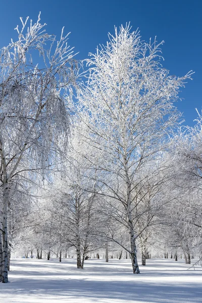 Zimowa scena w północnym Idaho — Zdjęcie stockowe