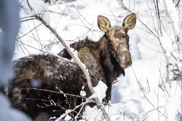 Ženské Moose v čerstvém sněhu — Stock fotografie