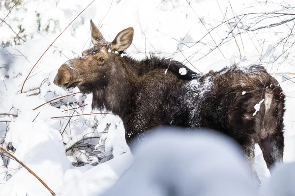 Oie femelle dans la neige fraîche — Photo