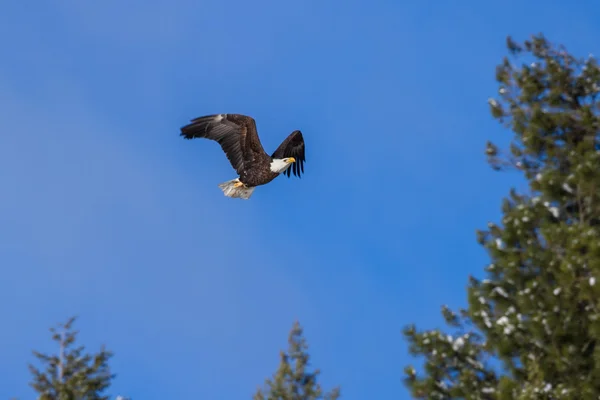 Aigle à tête blanche américain en vol — Photo