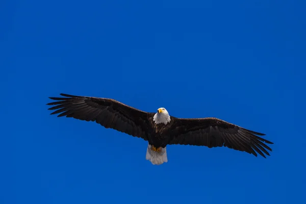 飛行中のアメリカのハゲ — ストック写真