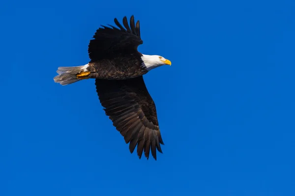 飛行中のアメリカのハゲ — ストック写真