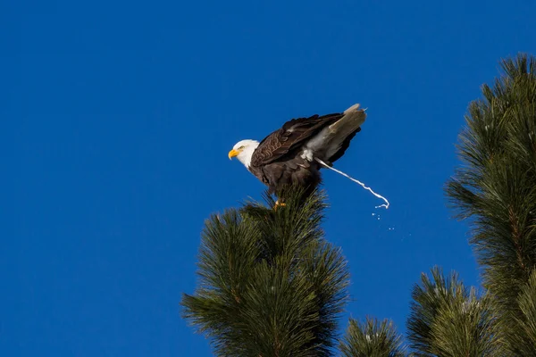 Amerikaanse zeearend — Stockfoto