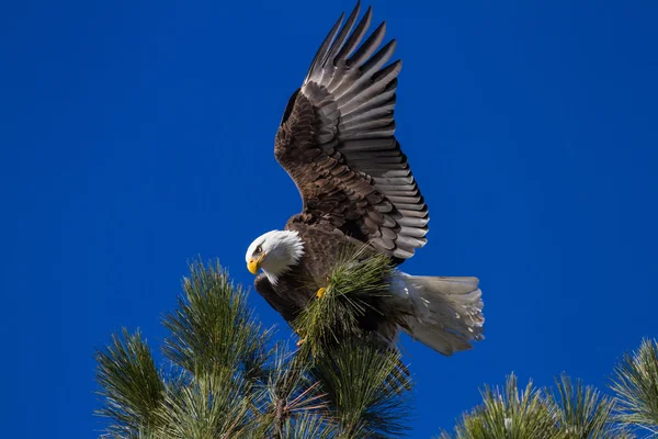 アメリカの白頭鷲 — ストック写真