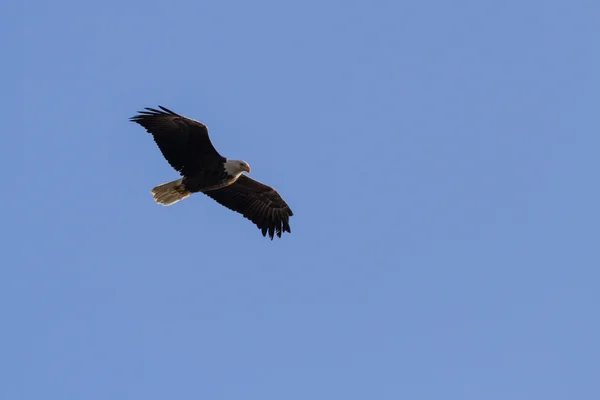 Amerikanischer Weißkopfseeadler — Stockfoto