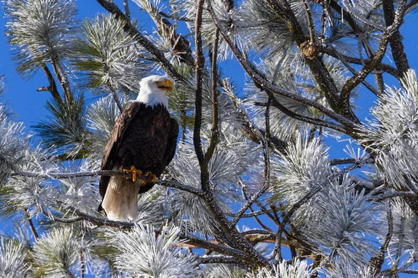 Американский белоголовый орёл — стоковое фото