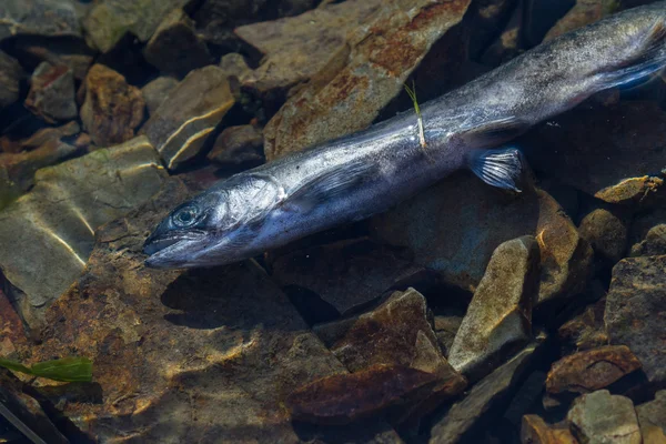 Dead fish in the water — Stock Photo, Image