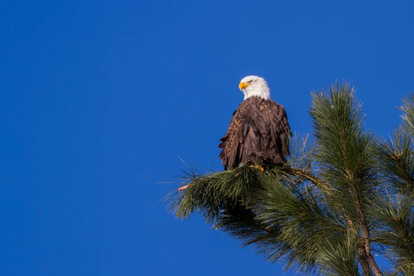 Águia careca americana — Fotografia de Stock