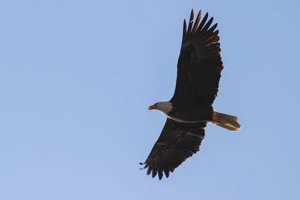 Amerikanischer Weißkopfseeadler — Stockfoto