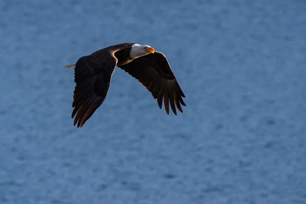 Amerikanischer Weißkopfseeadler — Stockfoto