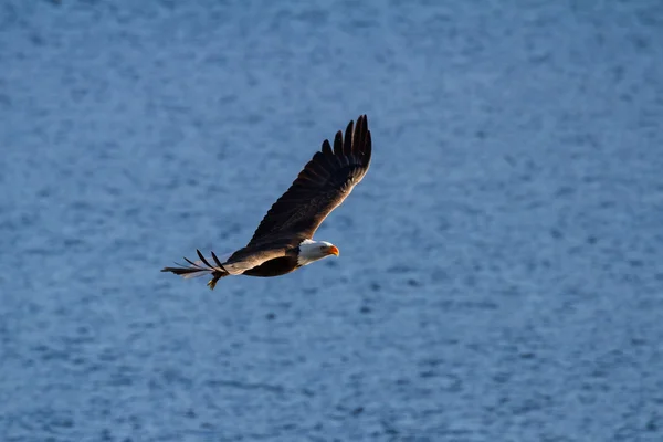 Aquila calva americana — Foto Stock