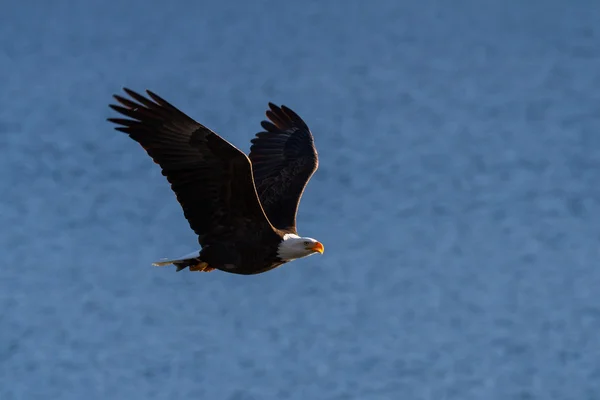 Aquila calva americana — Foto Stock