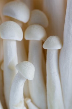 Organik Bunapi mantar 