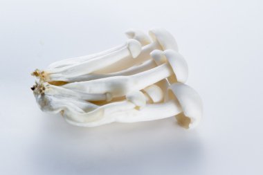 Organik Bunapi mantar 