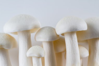 Organik Bunapi mantar 