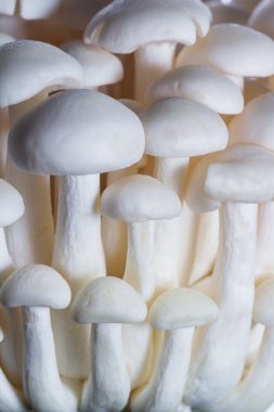 Organik Bunapi mantar 