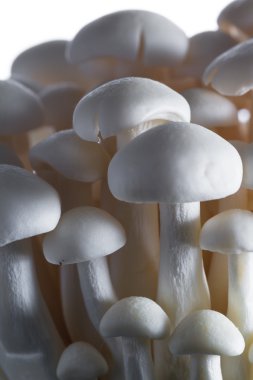 Organik Bunapi mantar 