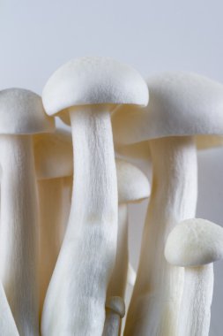 Organik Bunapi mantar 