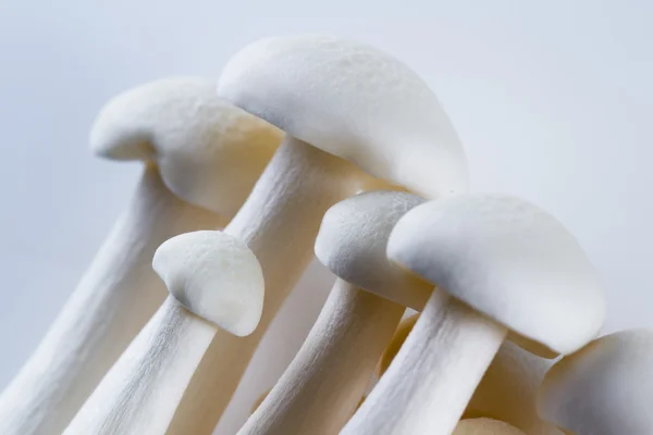 Organic Bunapi Mushrooms — Stock Photo, Image