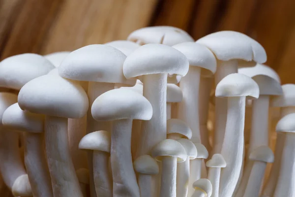 Cogumelos Bunapi orgânicos — Fotografia de Stock